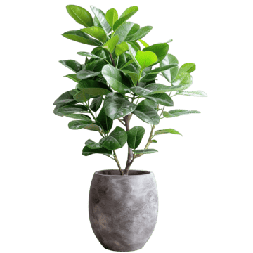 Lush green plant